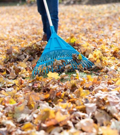 Ground level view of man raking leaves on a fall day