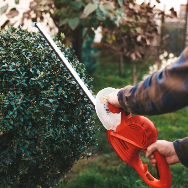 Man with scissors for bushes cultivates a bush in the yard
